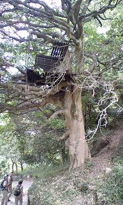 ツリーハウス２