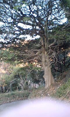 ツリーハウスの木