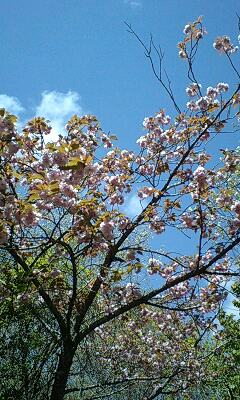 シェール道八重桜