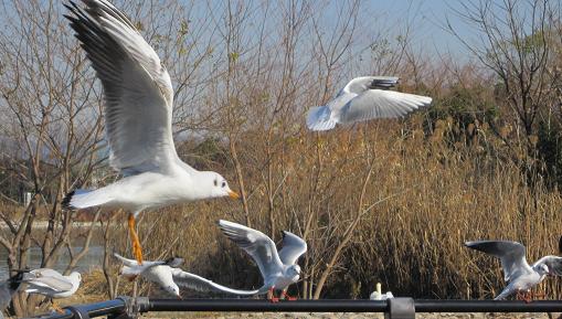 ユリカモメたち