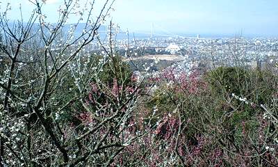 梅と明石大橋