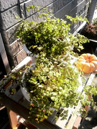 鉢に植え替えたアジアンタム