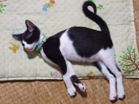 もっくんおやすみ中