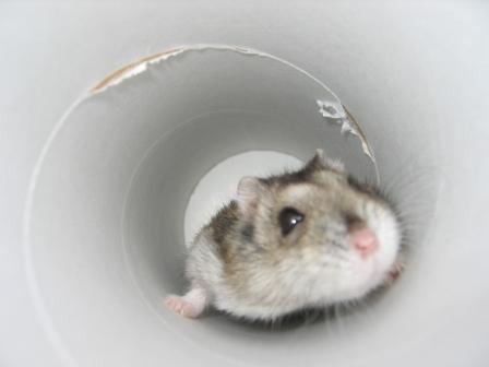 がんばるでしゅよ