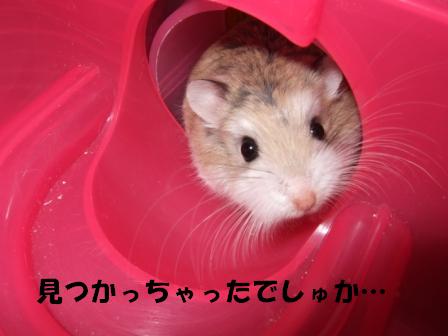 おまけ