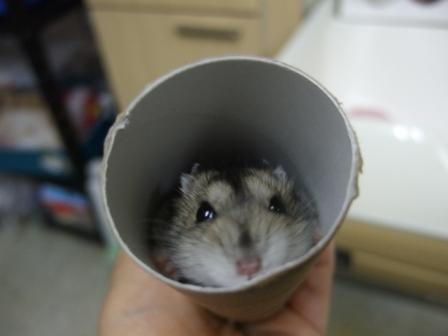 こっちでしゅね