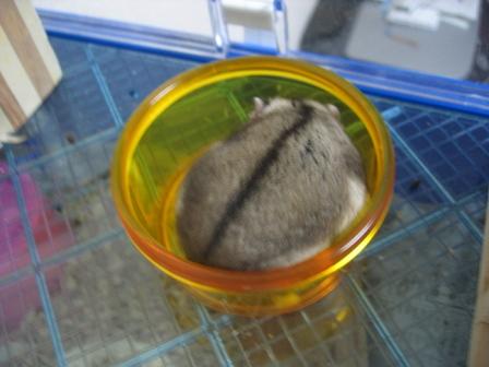 お豆腐とれな