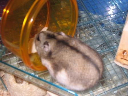 波乗りジョニーとれな