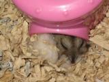 おやすみ中