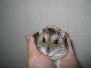 れなでしゅ！！