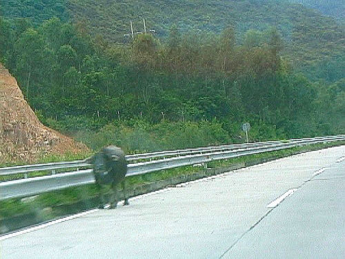 高速道路の水牛.jpg