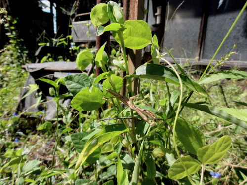 コカマキリ.jpg