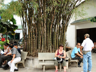 ホーチミンの竹.jpg