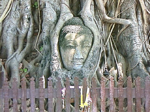 ワット・マハタート仏像頭部.jpg
