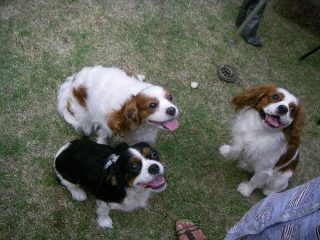 IMGP8009.jpg