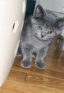 ちっさい　ぼん～。