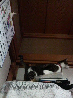 にゃんきち　降りなさい