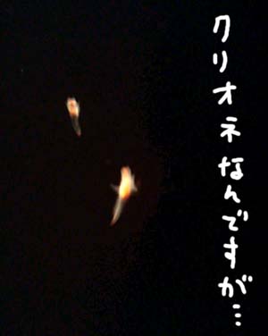 クリオネ