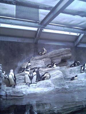 ペンギン大盛り