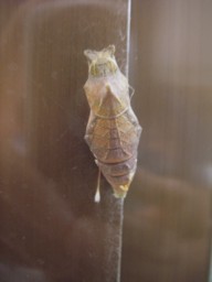 20090714_むしむし君2.jpg