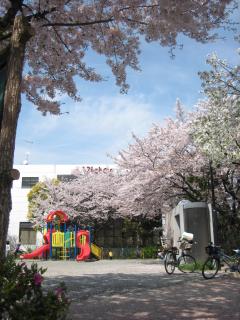 公園桜散る