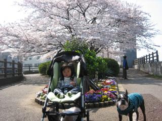 水門桜満開