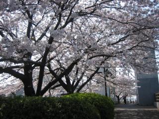 水門桜満開２