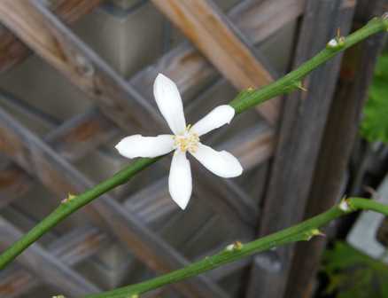 名残りの花