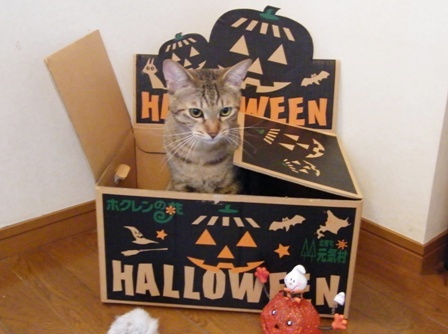 ハロウィン・キャット１