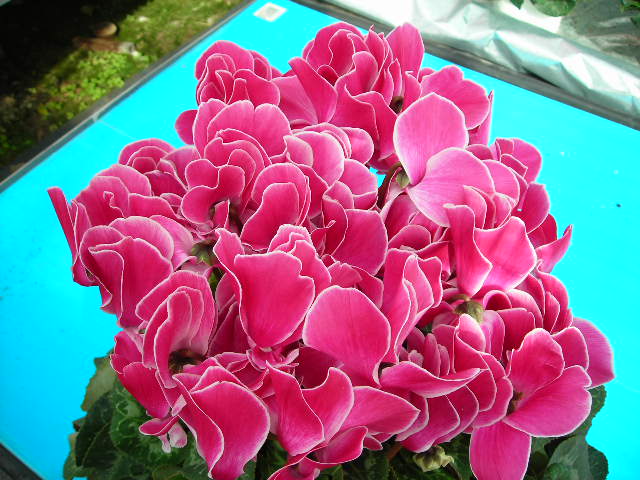 田中花園４.JPG