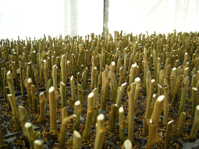 DSCN4290.JPG