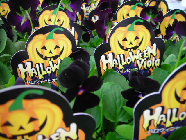 ハロウインビオラ３.JPG