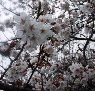 桜