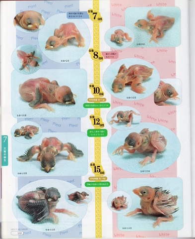 文鳥のヒナ成長録