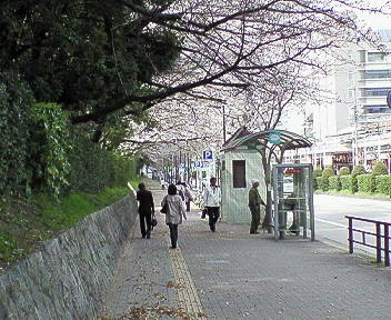 商店街の向かい側の桜