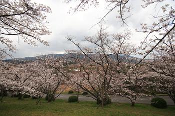 2009-hanami-4
