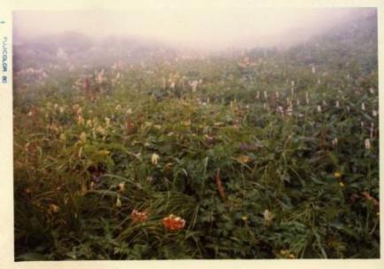 高山植物の花園