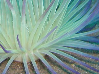 ハナギンチャク