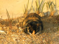 おまけのブス猫さんv