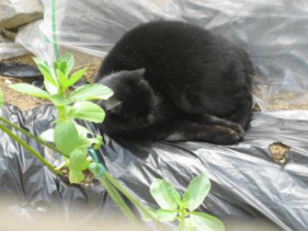 ハクテンと黒マルチv