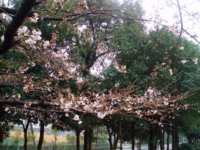 満開の桜.jpg