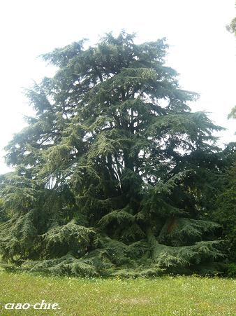 cedro dei Libano.JPG