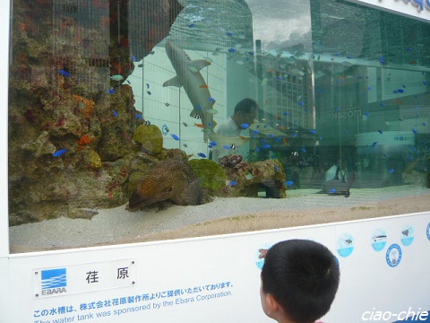 sony aquarium.jpg