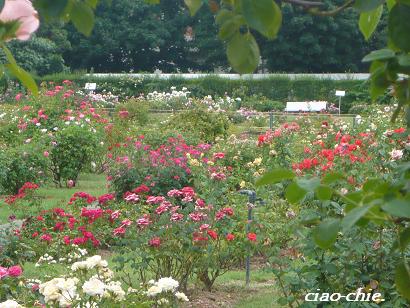 rose garden.JPG