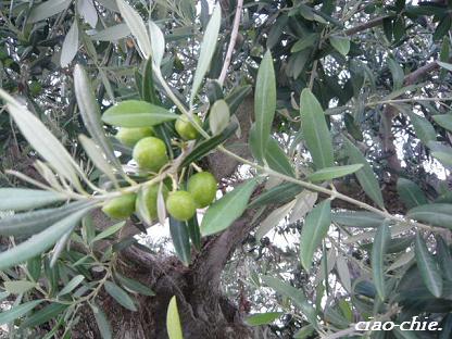 .olive.JPG