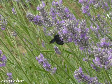 lavanda..JPG