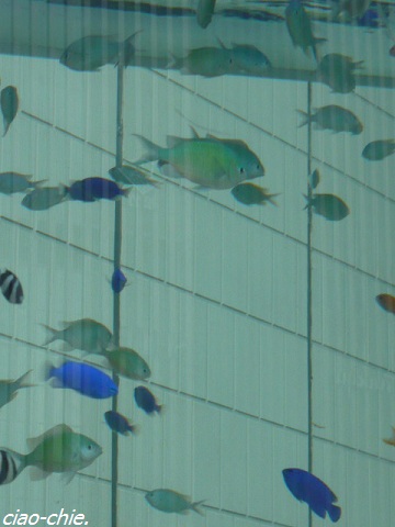 sony aquarium2.jpg
