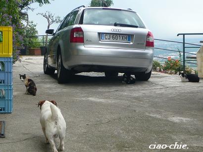 tre gatti ed un cane.JPG