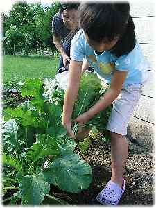 野菜の収穫.JPG