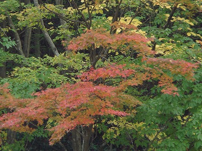 鬼の雁木の滝の紅葉